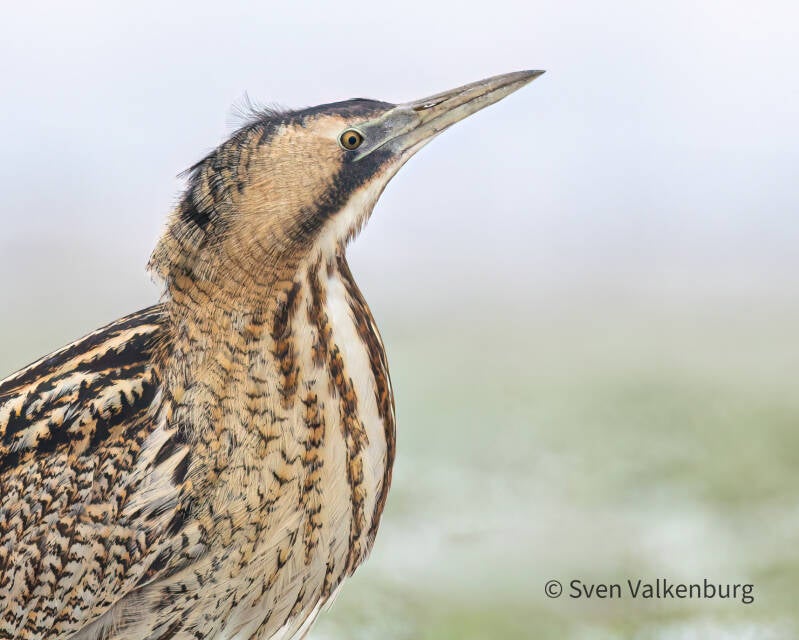 Eurasian Bittern - Botaurus stellaris (Roerdomp), Eempolder. Januari '26. 