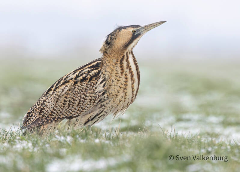 Eurasian Bittern - Botaurus stellaris (Roerdomp), Eempolder. Januari '26. 