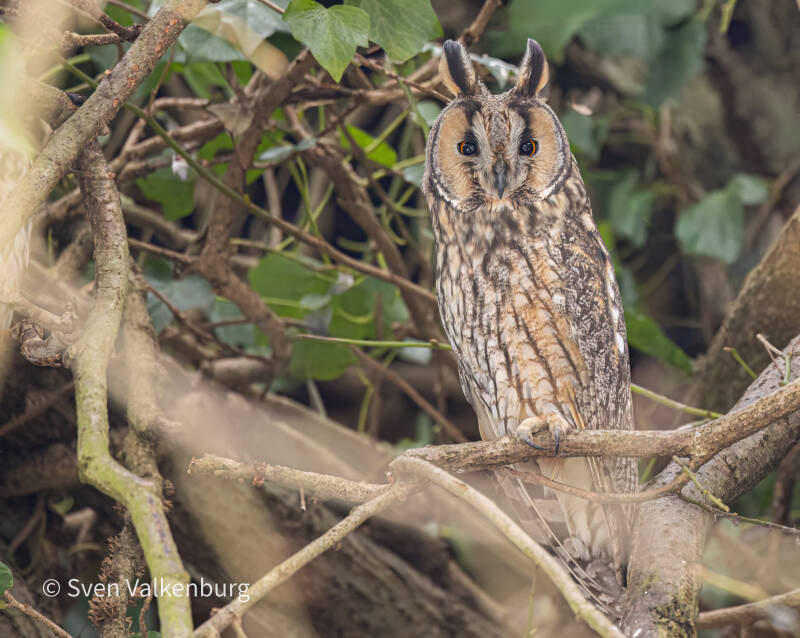 Long-eared Owl - Asio otus (Ransuil), Nederland. Januari '26.