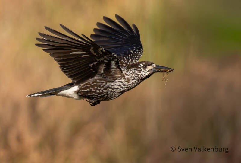  Northern Nutcracker - Nucifraga caryocatactes (Notenkraker). Gasteren, oktober '26. 