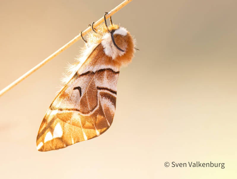 Kentish Glory - Endromis versicolora (Gevlamde Vlinder). Rozendaal, maart '26.