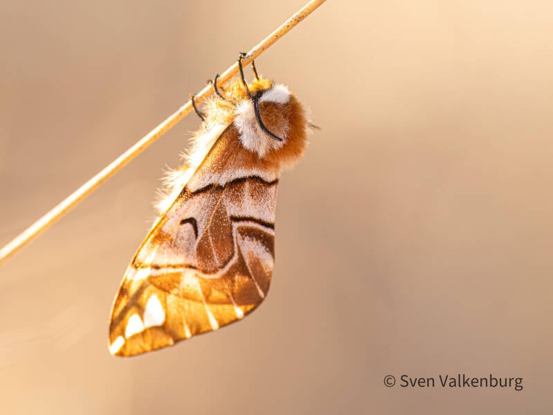 Kentish Glory - Endromis versicolora (Gevlamde Vlinder). Rozendaal, maart '26.
