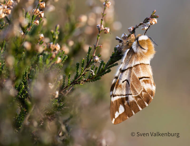Kentish Glory - Endromis versicolora (Gevlamde Vlinder). Rozendaal, maart '26.