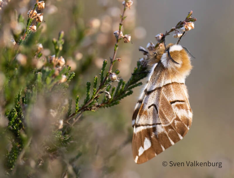 Kentish Glory - Endromis versicolora (Gevlamde Vlinder). Rozendaal, maart '26.