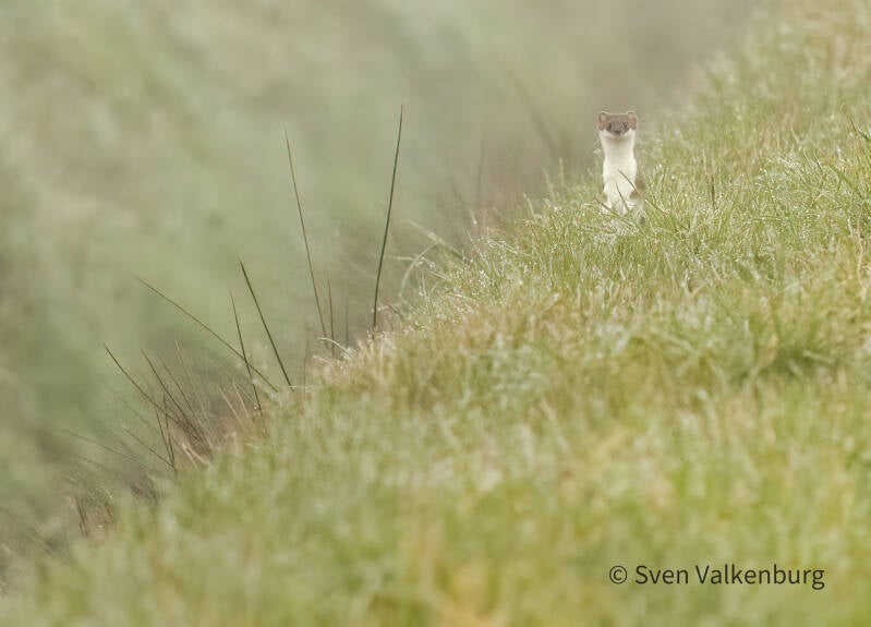 Stoat - Mustela erminea (Hermelijn). Kloosterhaar, maart '26.