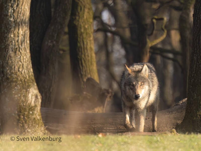 Wolf - Canis lupus (Wolf), Veluwe. maart ´26. 
