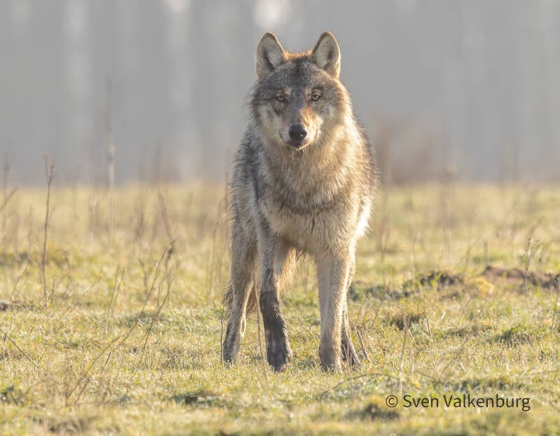 Wolf - Canis lupus (Wolf), Veluwe. maart ´26. 