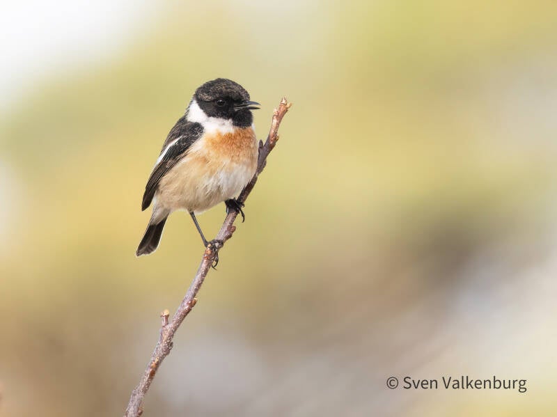 European Stonechat - Saxicola rubicola (Roodborsttapuit). Veluwe, maart '26.