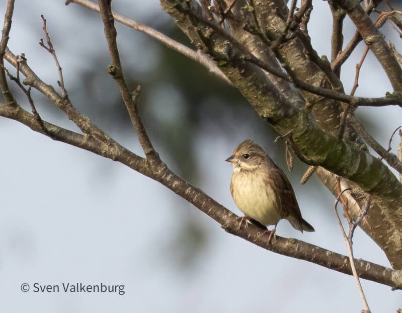 Black-faced Bunting - Emberiza spodocephala (Maskergors), Texel. December '25.