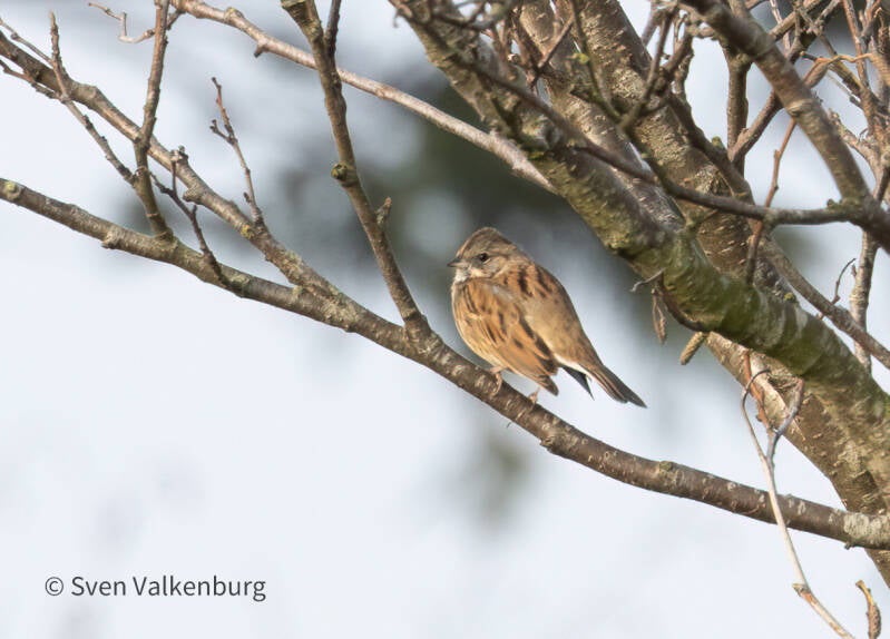 Black-faced Bunting - Emberiza spodocephala (Maskergors), Texel. December '25.