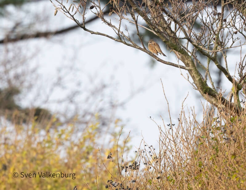 Black-faced Bunting - Emberiza spodocephala (Maskergors), Texel. December '25.