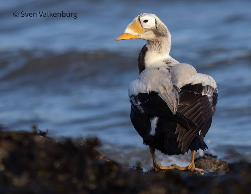 Spectacled Eider - Somateria fischeri (Brileider), Texel. December '25.