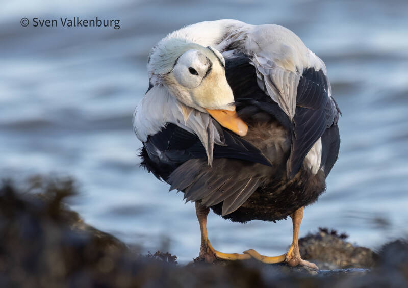 Spectacled Eider - Somateria fischeri (Brileider), Texel. December '25.