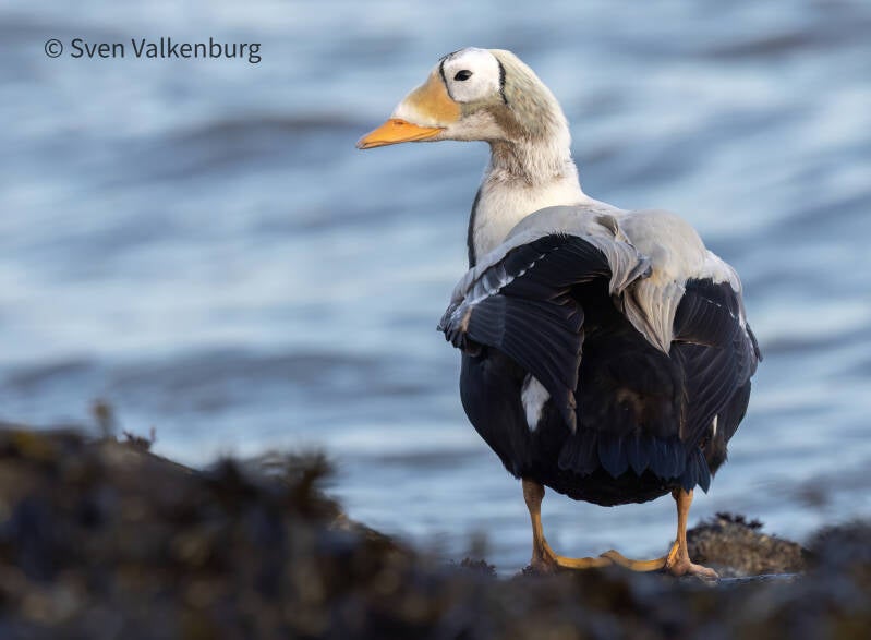 Spectacled Eider - Somateria fischeri (Brileider), Texel. December '25.