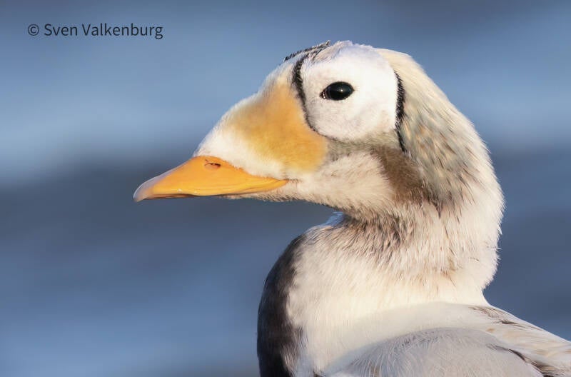 Spectacled Eider - Somateria fischeri (Brileider), Texel. December '25.
