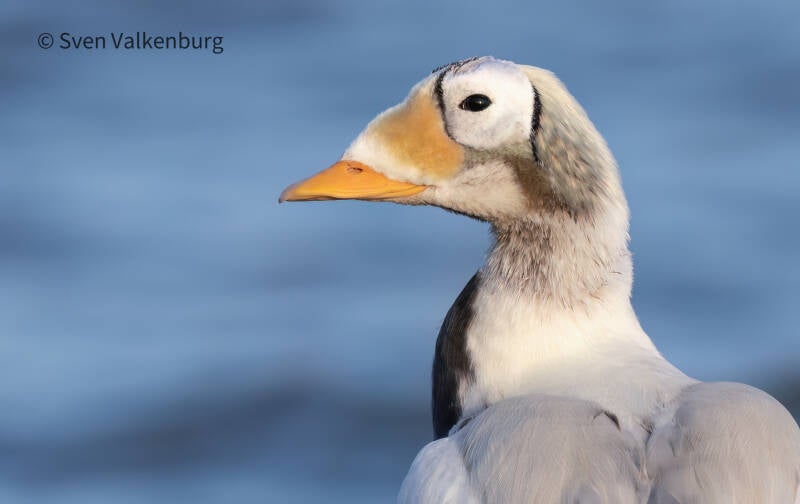 Spectacled Eider - Somateria fischeri (Brileider), Texel. December '25.