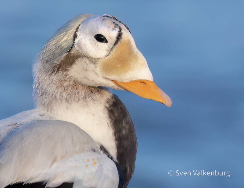 Spectacled Eider - Somateria fischeri (Brileider), Texel. December '25.