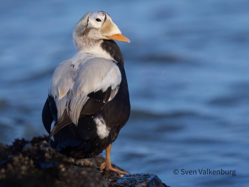 Spectacled Eider - Somateria fischeri (Brileider), Texel. December '25.