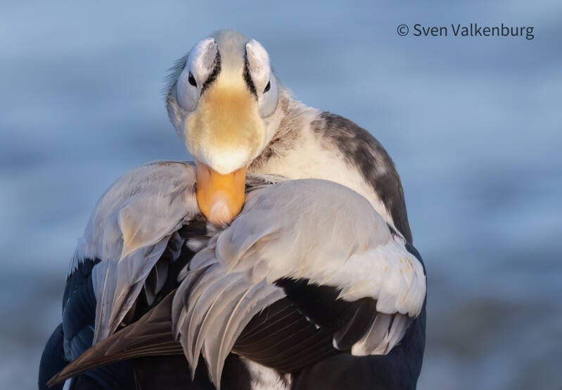 Spectacled Eider - Somateria fischeri (Brileider), Texel. December '25.