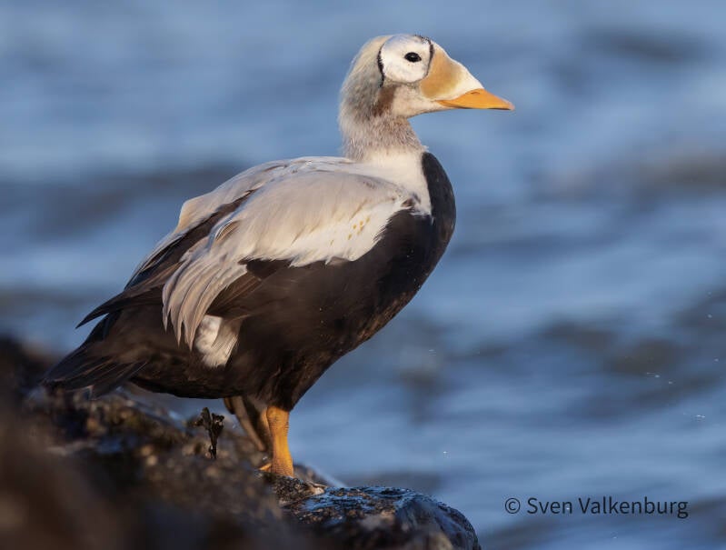 Spectacled Eider - Somateria fischeri (Brileider), Texel. December '25.