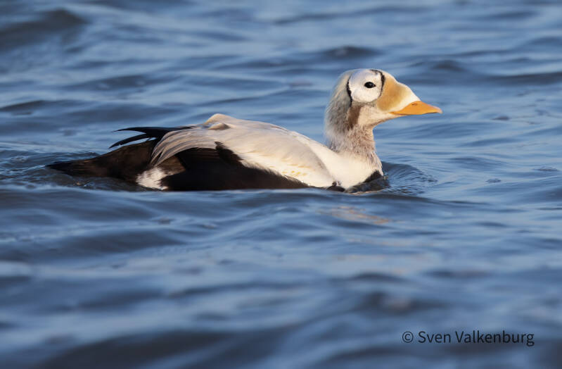 Spectacled Eider - Somateria fischeri (Brileider), Texel. December '25.