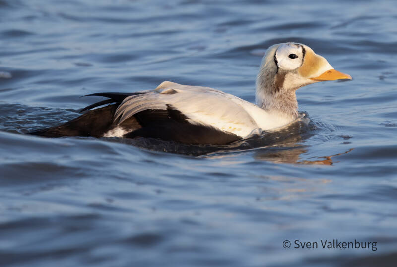 Spectacled Eider - Somateria fischeri (Brileider), Texel. December '25.