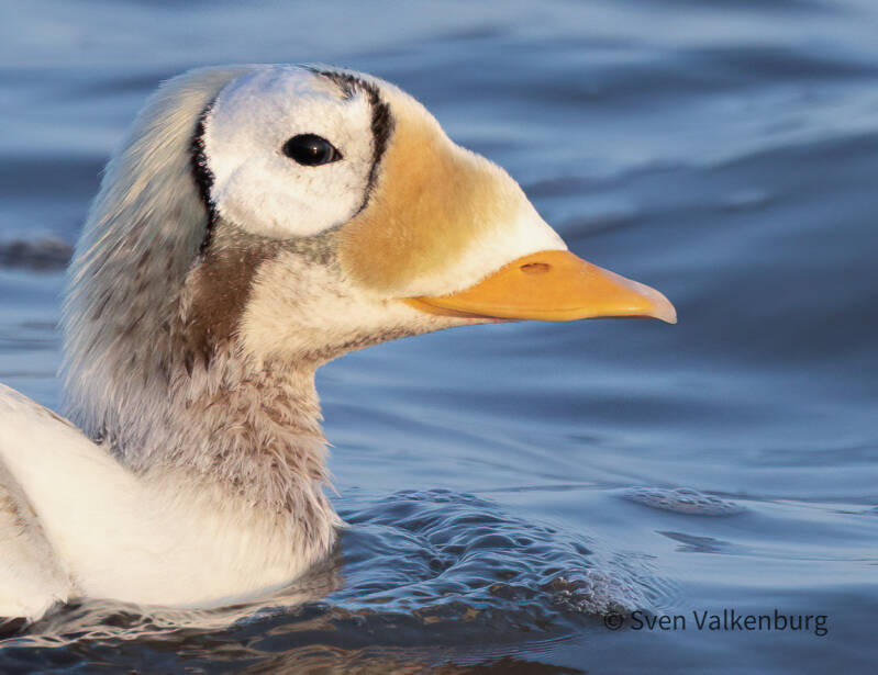 Spectacled Eider - Somateria fischeri (Brileider), Texel. December '25.