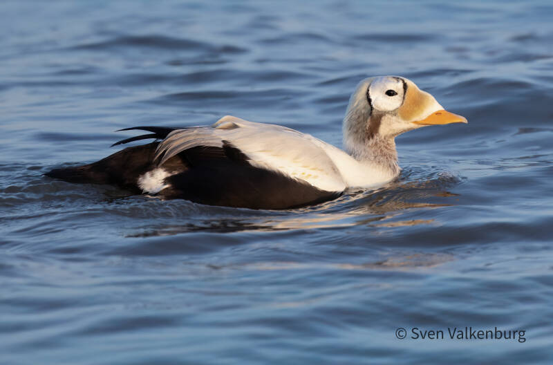 Spectacled Eider - Somateria fischeri (Brileider), Texel. December '25.