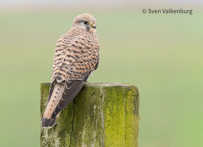 Common Kestrel - Falco tinnunculus (Torenvalk), Eempolder. December '25.