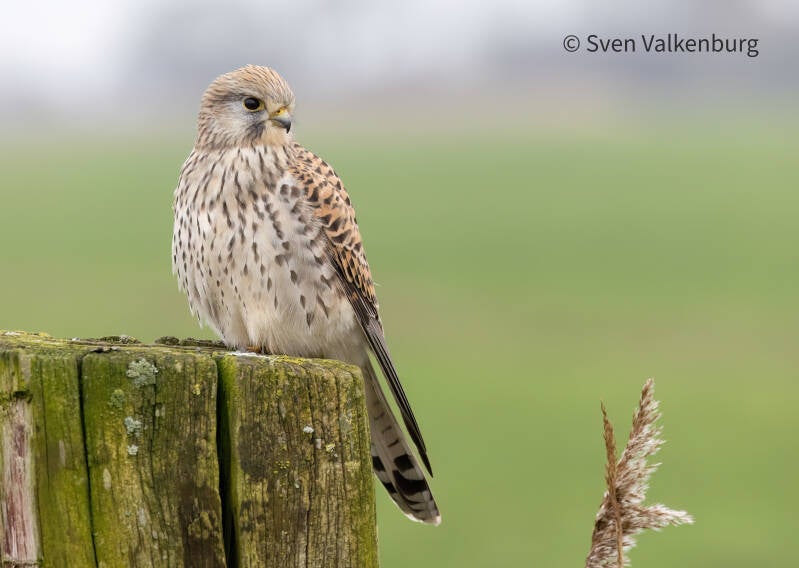 Common Kestrel - Falco tinnunculus (Torenvalk), Eempolder. December '25.