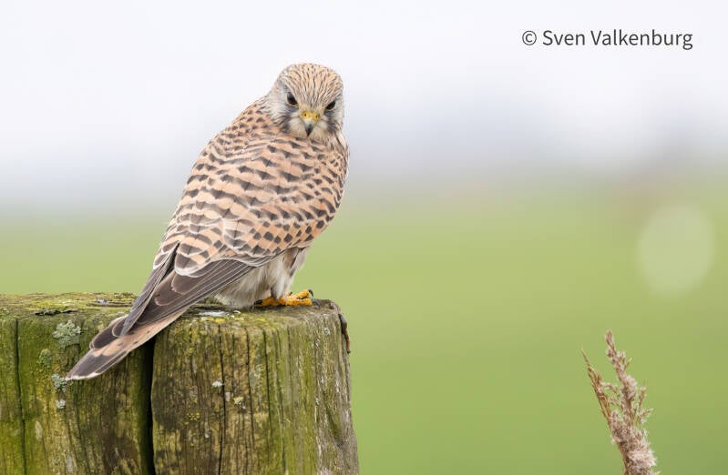 Common Kestrel - Falco tinnunculus (Torenvalk), Eempolder. December '25.
