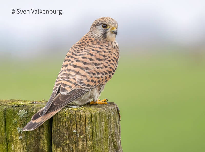 Common Kestrel - Falco tinnunculus (Torenvalk), Eempolder. December '25.