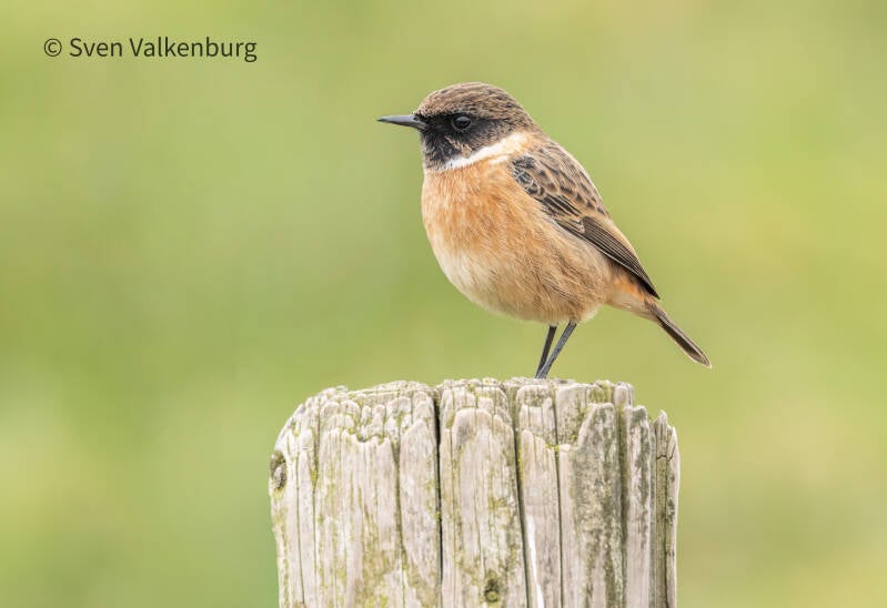 European Stonechat - Saxicola rubicola (Roodborsttapuit), Eempolder. December '25.