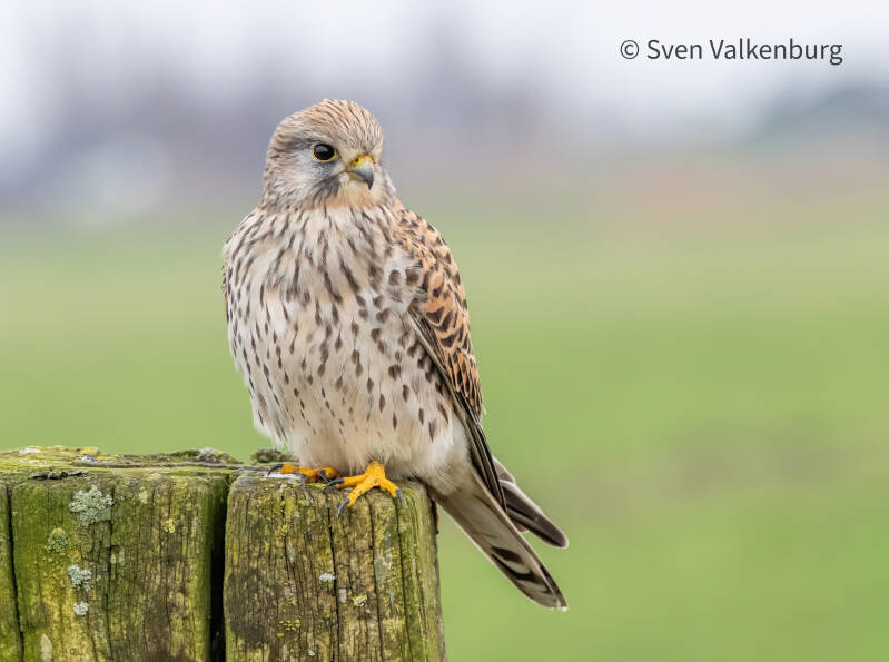 Common Kestrel - Falco tinnunculus (Torenvalk), Eempolder. December '25.