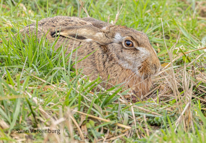 European Hare - Lepus europaeus (Haas), Eempolder. December '25.