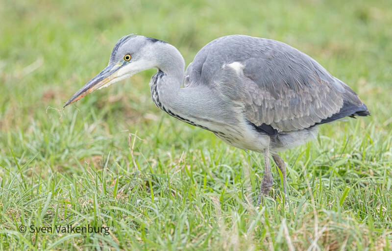 Grey Heron - Ardea cinerea (Blauwe reiger), Eempolder. December '26.  