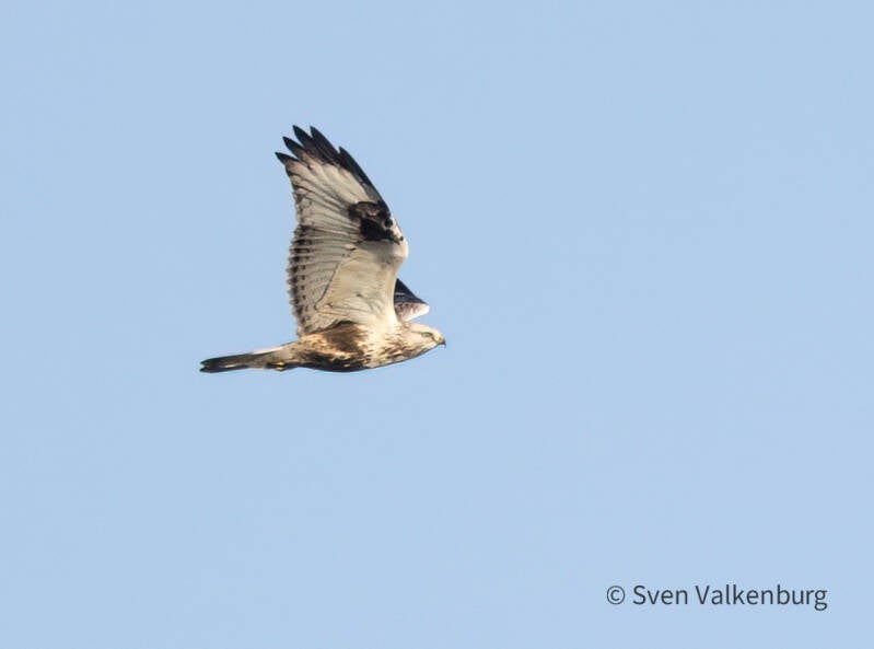Rough-legged Buzzard - Buteo lagopus  (Ruigpootbuizerd), Hoge Veluwe. December '25.