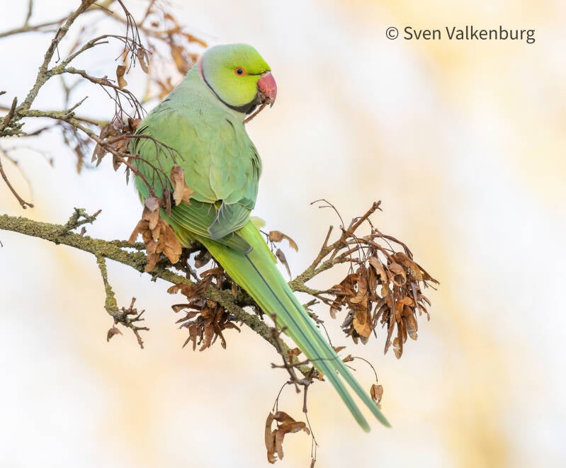 Rose-ringed Parakeet - Psittacula krameri (Halsbandparkiet), Amstelveen. December '25. 