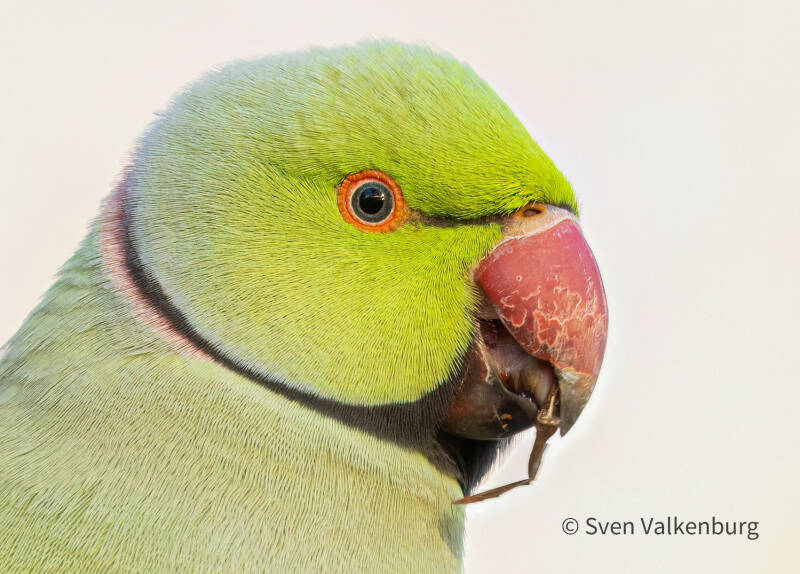 Rose-ringed Parakeet - Psittacula krameri (Halsbandparkiet), Amstelveen. December '25. 