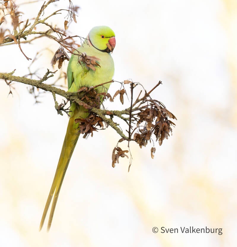 Rose-ringed Parakeet - Psittacula krameri (Halsbandparkiet), Amstelveen. December '25. 