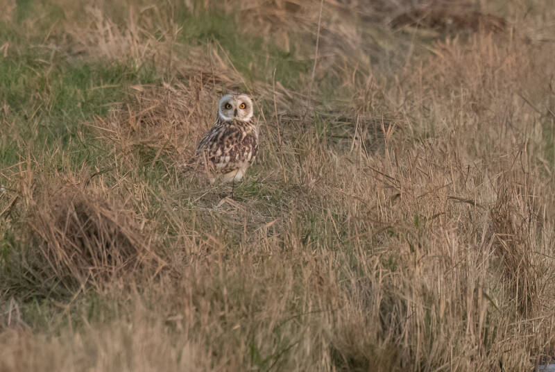 Short-eared Owl - Asio flammeus (Velduil), Nederland. December '25.
