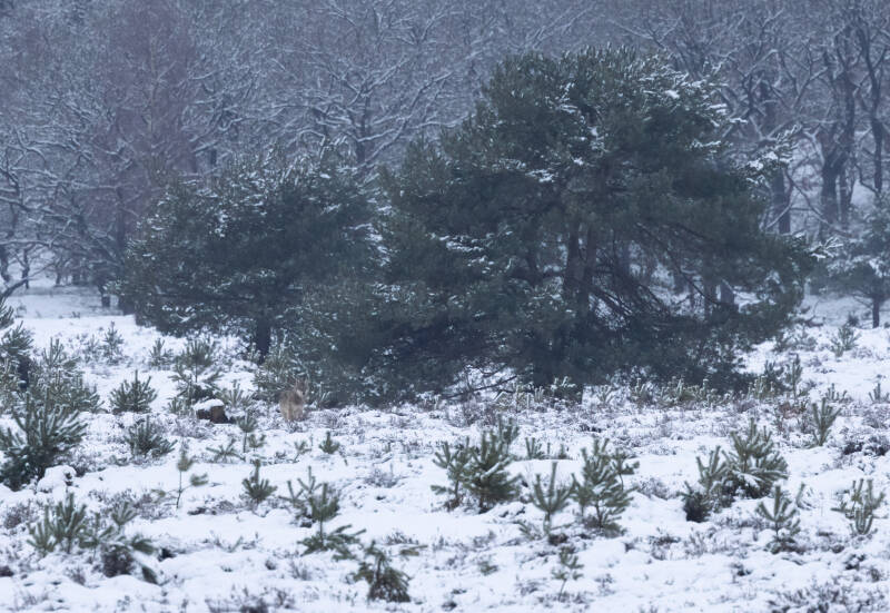 Wolf - Canis lupus (Wolf), Veluwe. November ´25. 