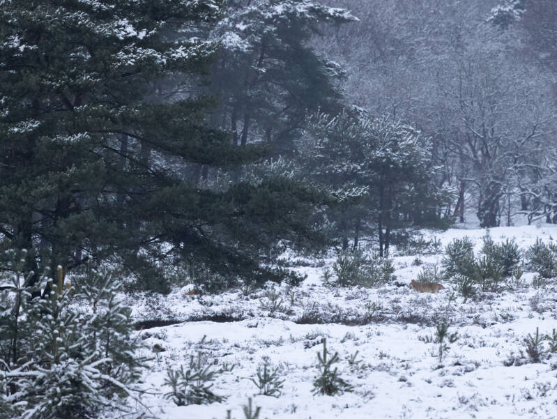 Wolf - Canis lupus (Wolf), Veluwe. November ´25. 