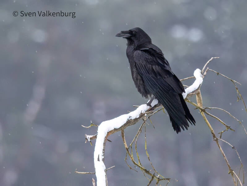 Common Raven - Corvus corax (Raaf), Veluwe. Januari '26.