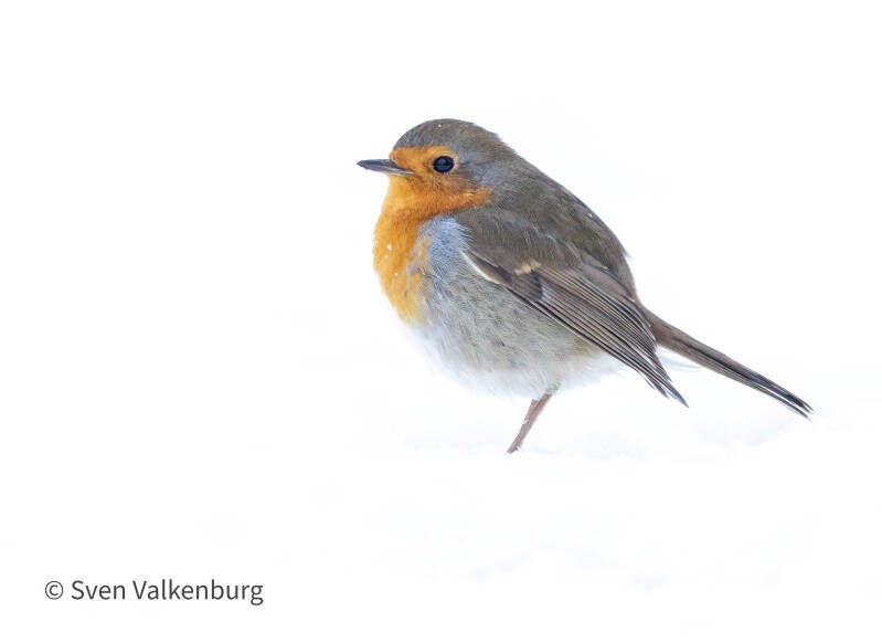 European Robin - Erithacus rubecula (Roodborst), Veluwe. Januari '26.