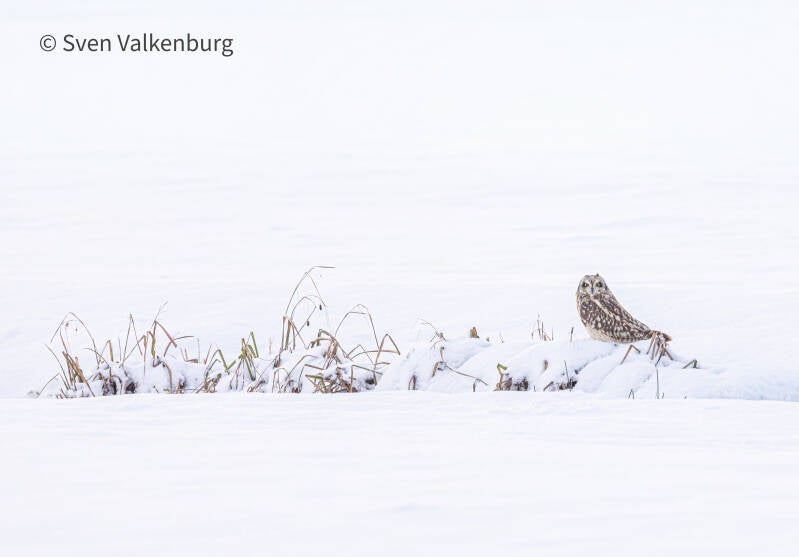 Short-eared Owl - Asio flammeus (Velduil), Nederland. Januari '26.