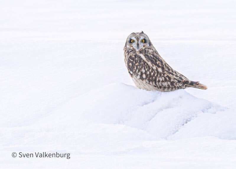 Short-eared Owl - Asio flammeus (Velduil), Nederland. Januari '26.