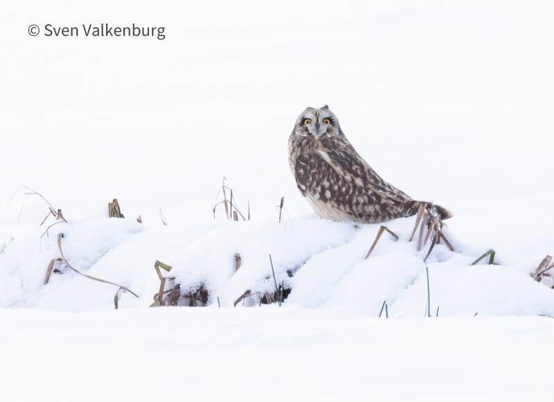 Short-eared Owl - Asio flammeus (Velduil), Nederland. Januari '26.
