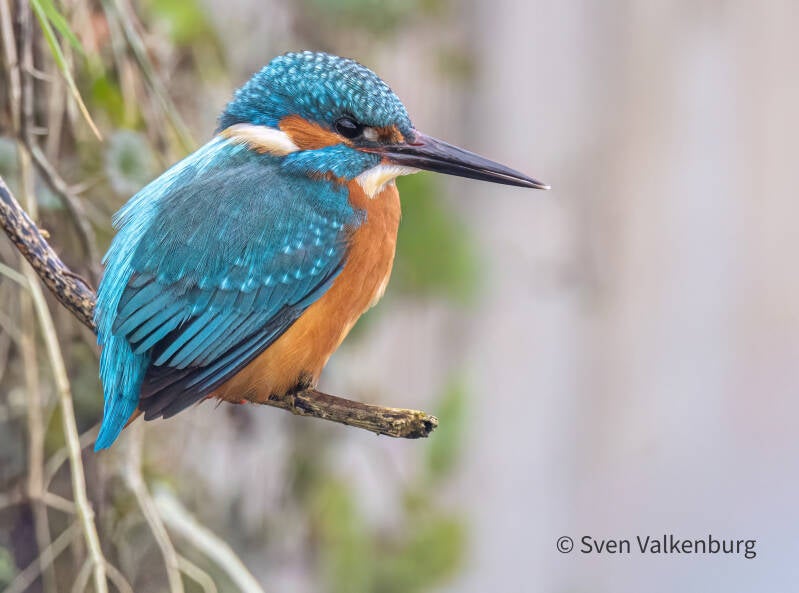 Common Kingfisher - Alcedo atthis (Ijsvogel), Binnenveld (Wageningen), Januari '26.