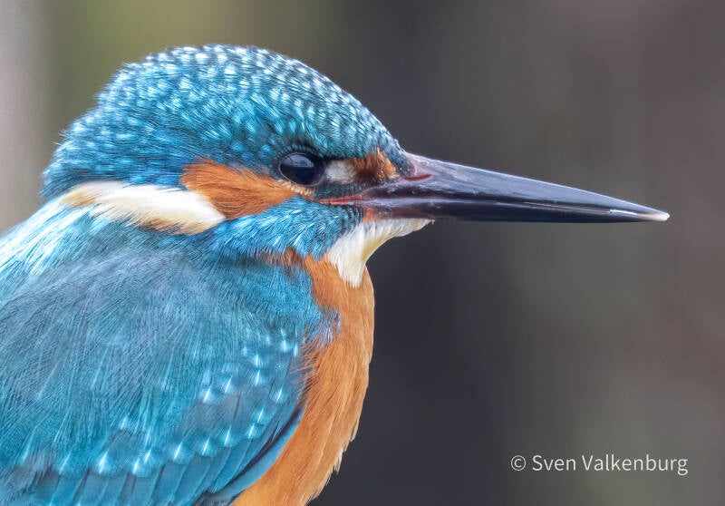 Common Kingfisher - Alcedo atthis (Ijsvogel), Binnenveld (Wageningen), Januari '26.